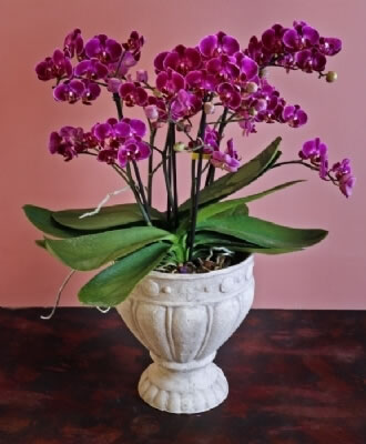 Beyaz Phalaenopsis
