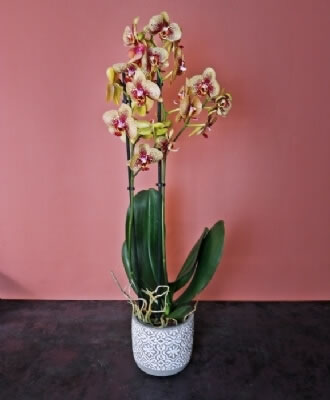 Singolo Orchid