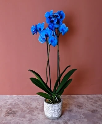 Beyaz Phalaenopsis