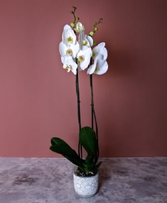 Beyaz Phalaenopsis