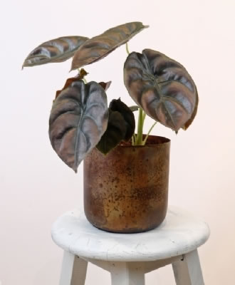 Alocasia Red Secret
